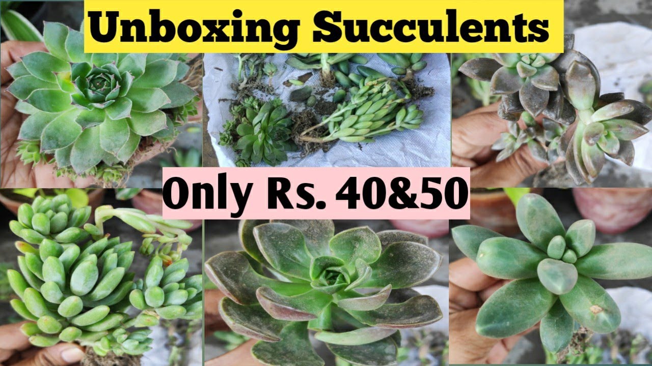 Unboxing Succulent Plants at Cheaper Price || Started price is only Rs. 40 from Plant Orbit