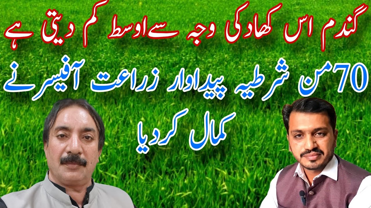 ہم سب اس کھاد کی وجہ سے اوسط کم لے رہے ہیں| 70من شرطیہ پیداوار زراعت آفیسر نے سب بتادیا