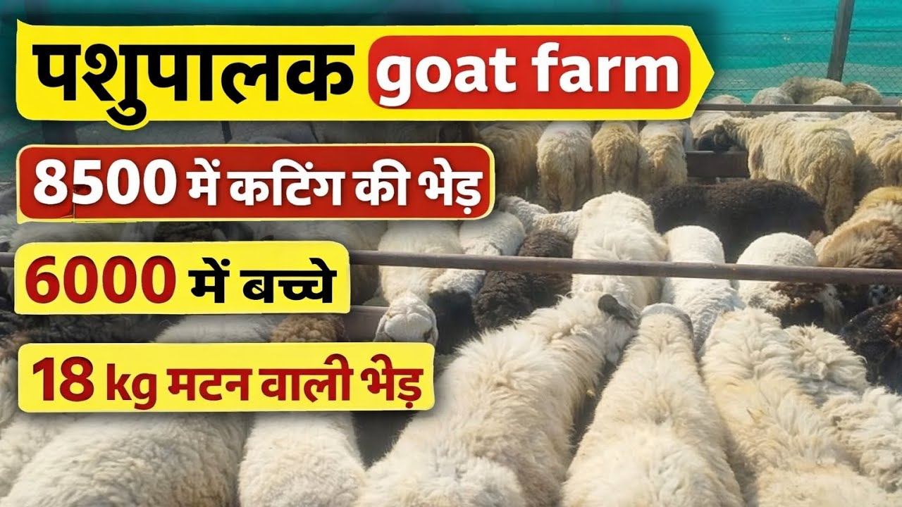 8500 में कटिंग की भेड़ 😲 | 6000 में बच्चे | पशुपालक Goat Farm || contact us- 08290771365 || 
