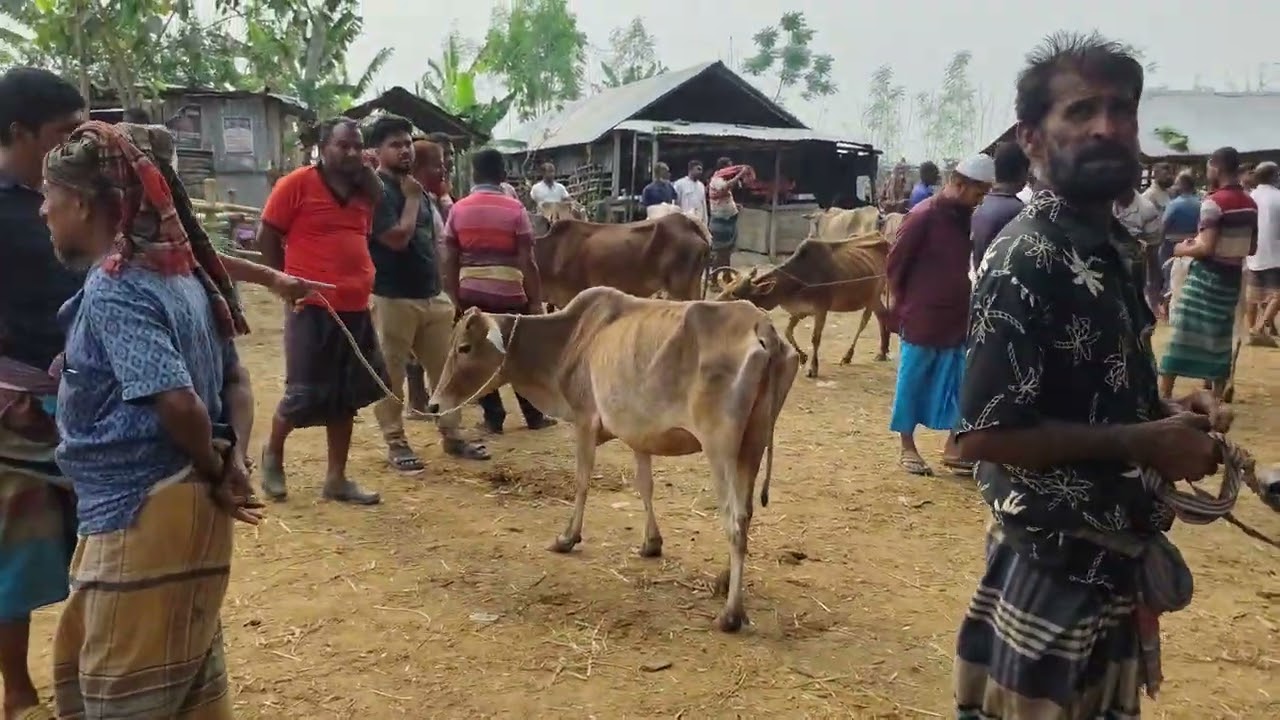 ​যশোরের চৌগাছা গরুর হাটে হাড় জিরজিরে গাভী গরুর সমাহার  সাশ্রয়ী মূল্যে গাভী কিনুন