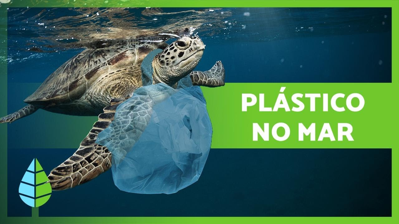 PLÁSTICOS no MAR 🛍️🌊 Causas, consequências e soluções!