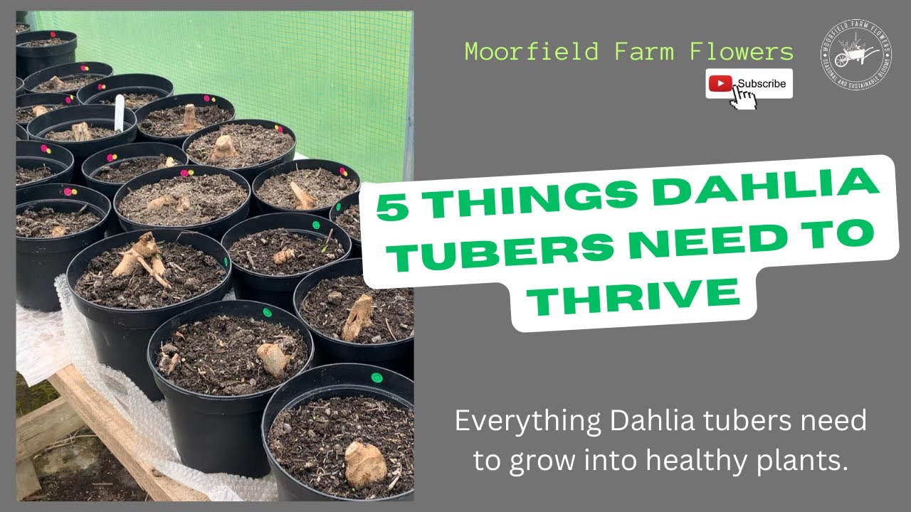 5 THINGS dahlia tubers need
