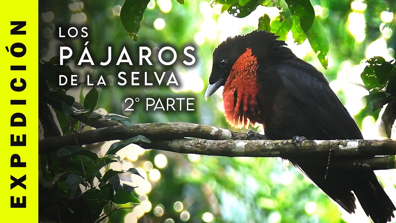 Los Pájaros de la Selva - 2 Parte | El Lek de los Yacutoros en la Selva Misionera - Birdwatching