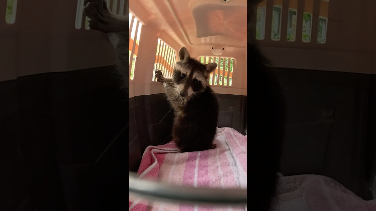 Leute, sichert eure Sch&auml;chte #tierrettung #wildtiere #animalrescue
