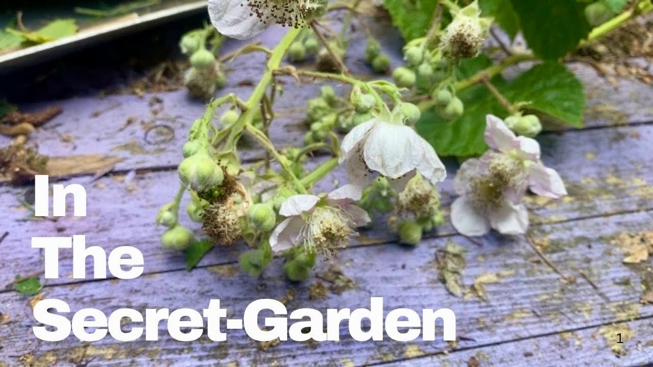 Thorns, A Witch’s Garden, Bramble Magic