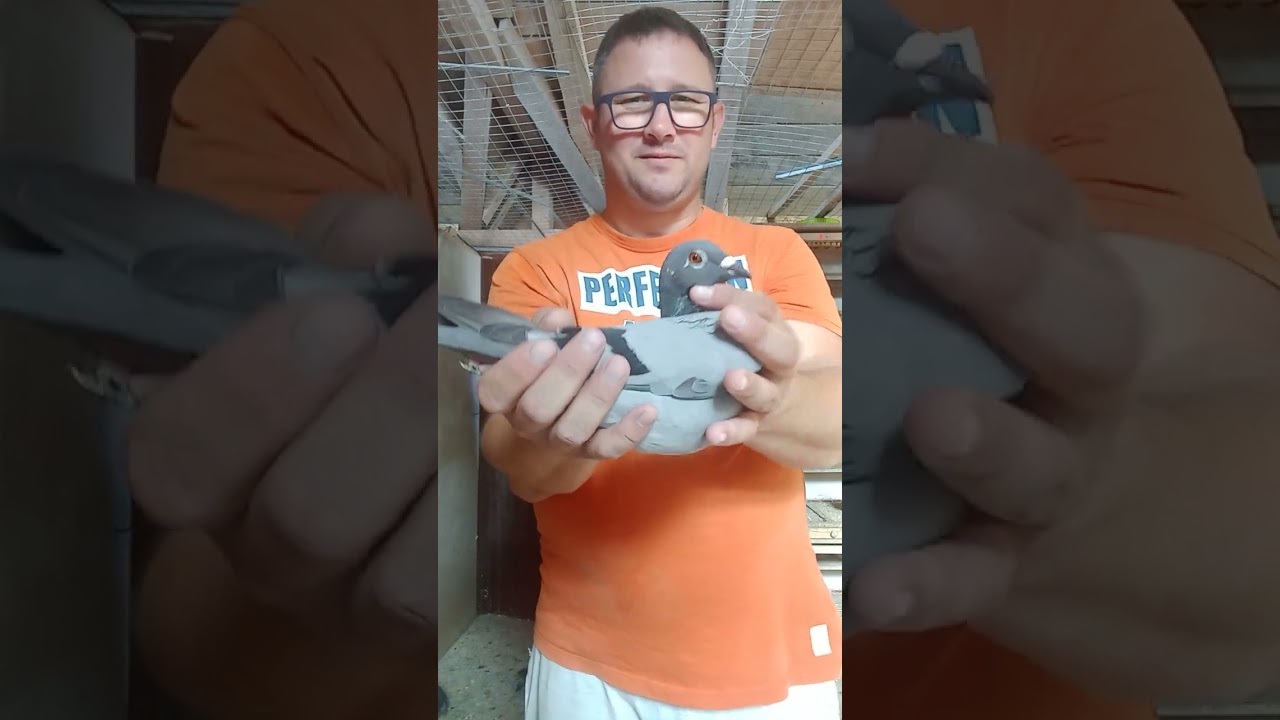 Colectie de super  porumbei Stichelbaut !