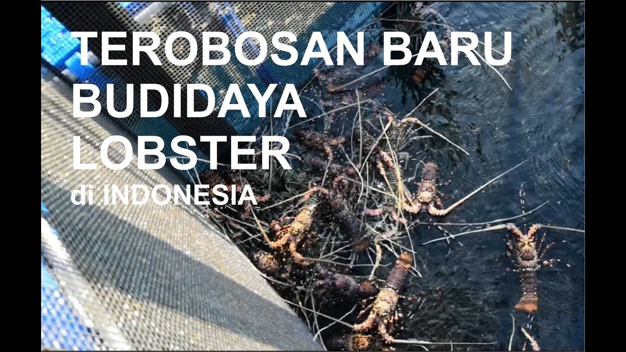 Budidaya Lobster di BBPBL Lampung | Lobster Farming in Lampung