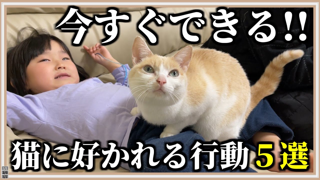 【知らないと損】必ず猫に好かれる行動4選