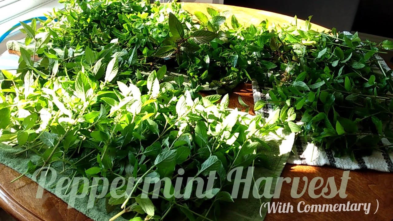 ASMR🌿 Mint Harvest with Commentary