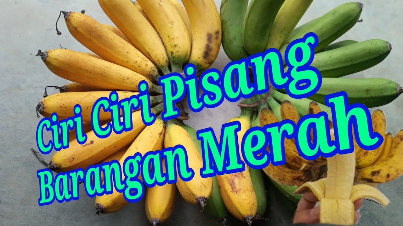 #Pisang_Baranagan Ciri ciri pisang Barangan