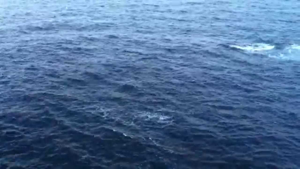 Killer whales Strathy point 30.04.2011