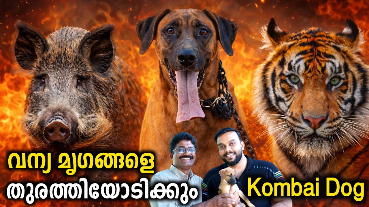 കാട്ടുപന്നി വേട്ടക്കാരായ നായ്ക്കൾ | വേട്ടക്കാരുടെ പ്രിയപ്പെട്ട കോംബെ | Kombai Dogs