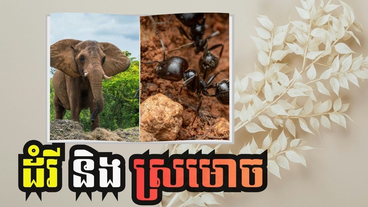 រឿងដំរីនិងស្រមោច 4K