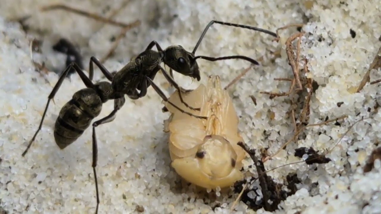 Flo's Diacamma rugosum 