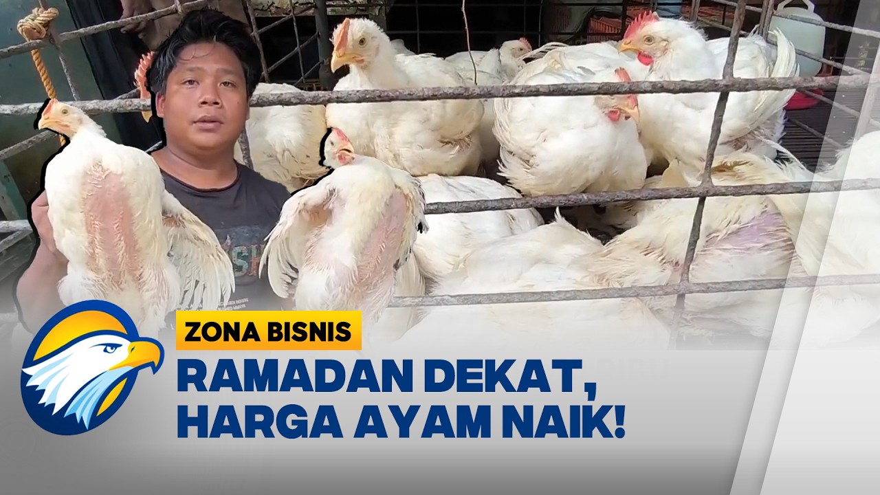 Jelang Ramadan, Harga Ayam di Polewali Mandar Merangkak Naik - [Zona Bisnis]