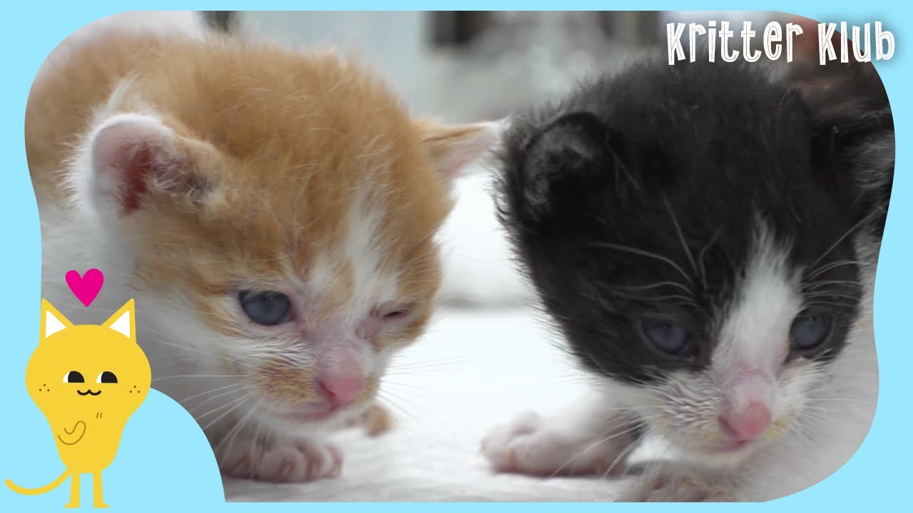 Котята, Спасенные На Грани Смерти Рядом С Умершей Матерью (Часть 1) | Криттер Клуб