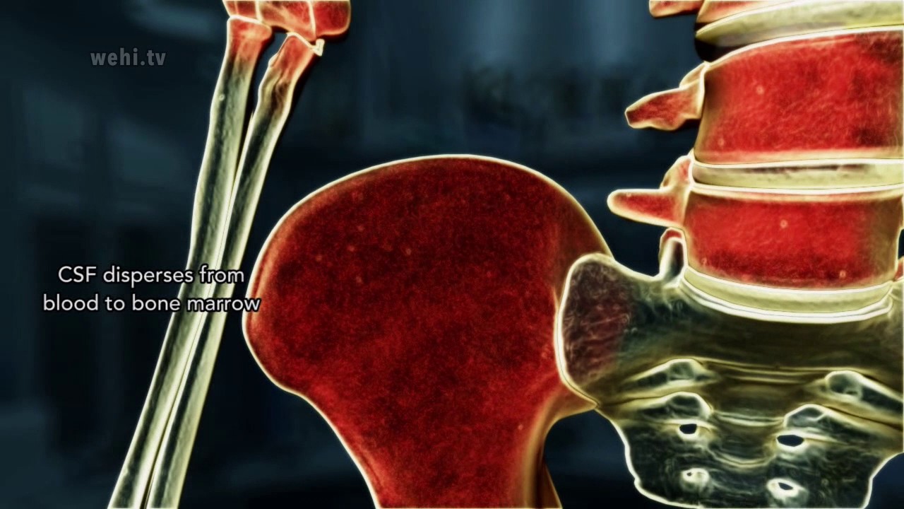 Colony Stimulating Factor – no narration