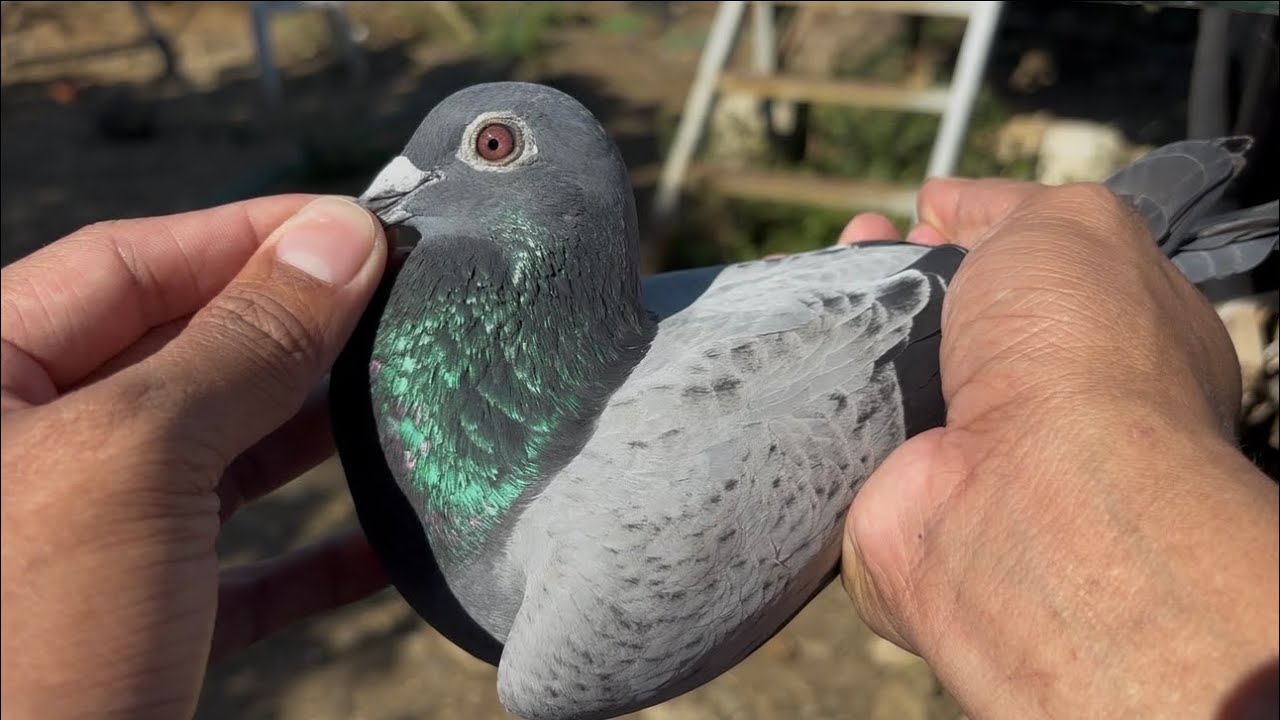UPDATED AVAILABLE WANTAI BIRDS🇹🇼🇹🇼🇹🇼