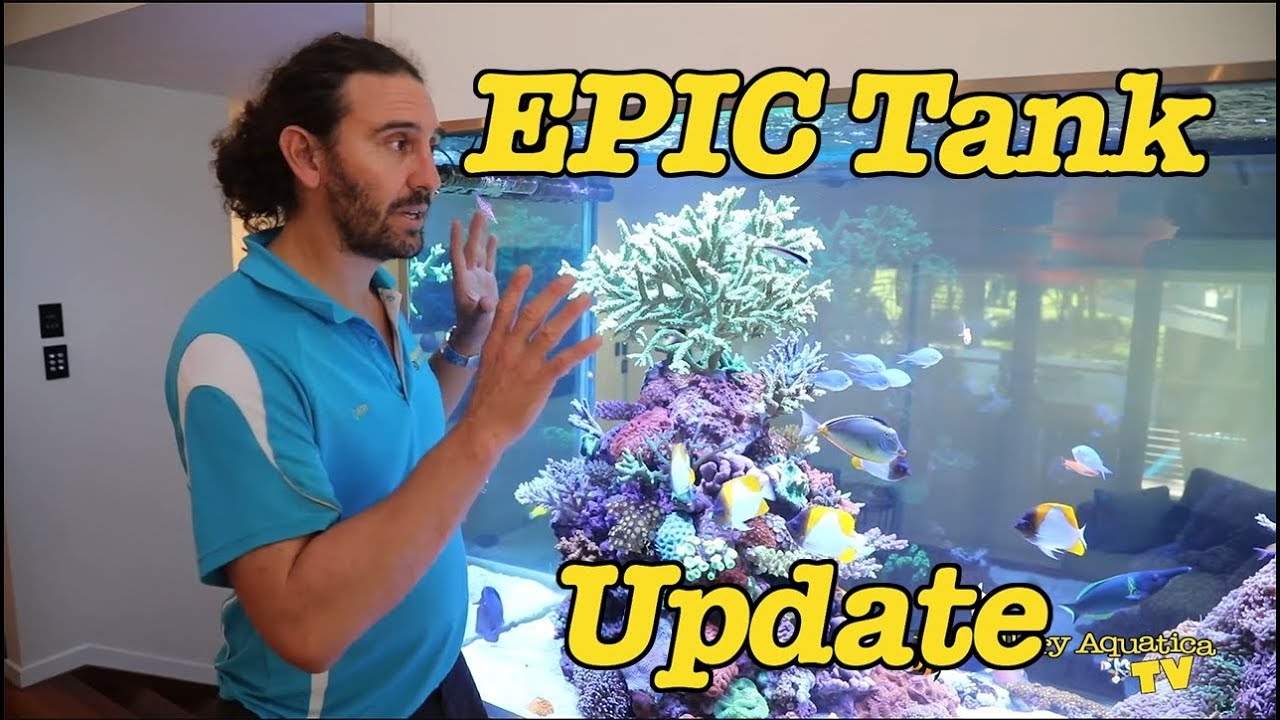 [EPIC] Tank #1 Update: Diving into Dosing --- Gallery Aquatica TV