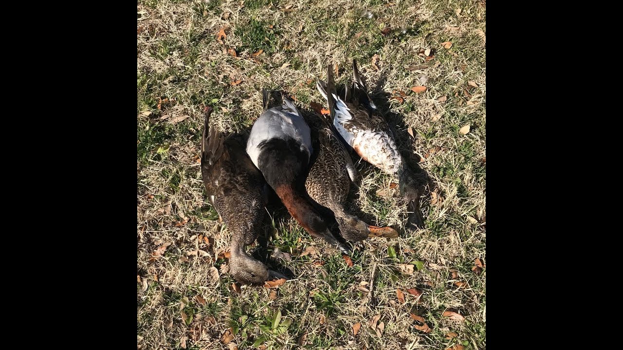 12 Gauge 2 3/4