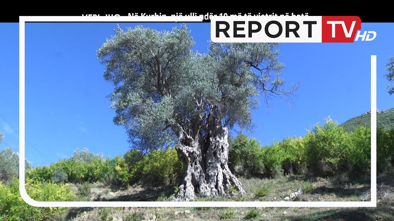 Report Tv, Veri Jug - Në Kurbin, një ulli ndër dhjetë më të vjetrit në botë (16.10.2022)