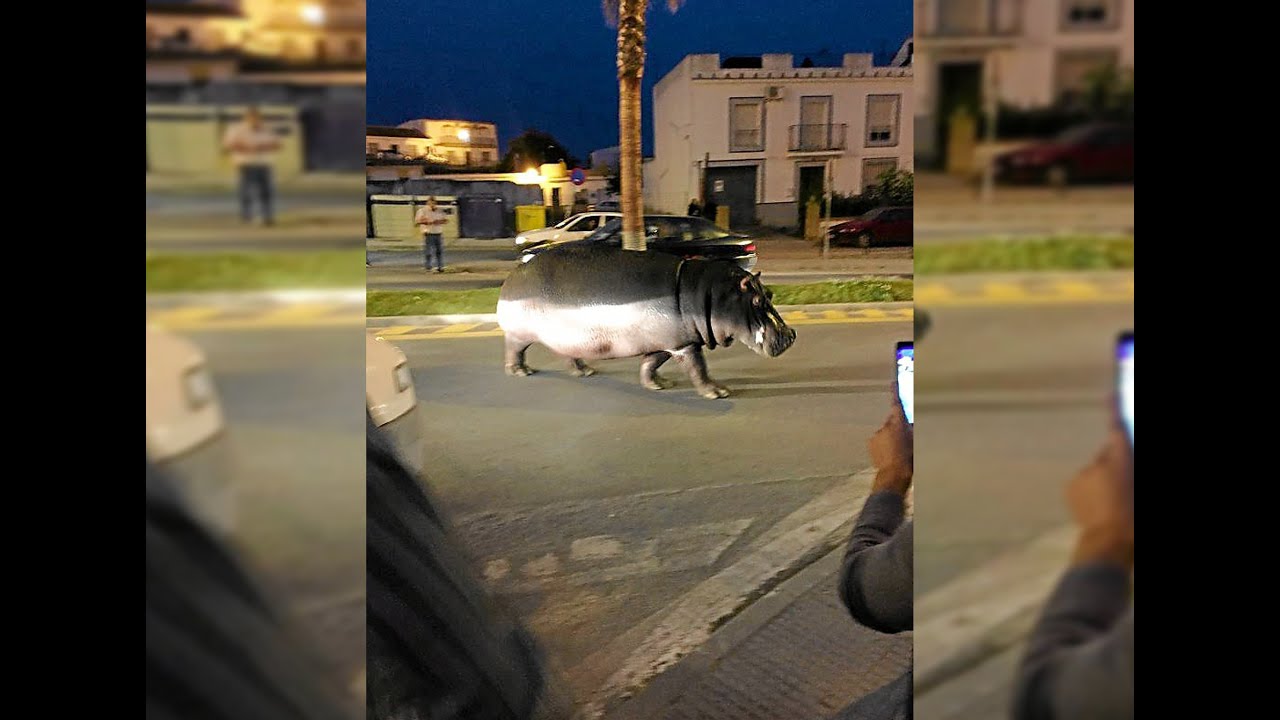 UN HIPOPÓTAMO POR LAS CALLES DE PALOS DE LA FRONTERA