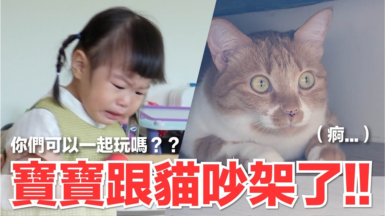 【好味小姐】寶寶跟貓吵架了！！你們可以一起玩嗎？｜好味貓日常250