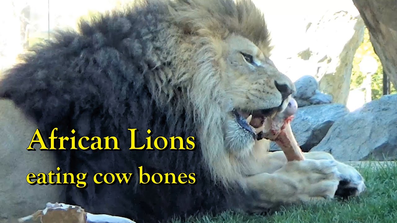 Lincoln Park Zoo African Lions Enrichment Feeding with cow bones 🦁  Cubs & Adults 11/8/24 Chicago