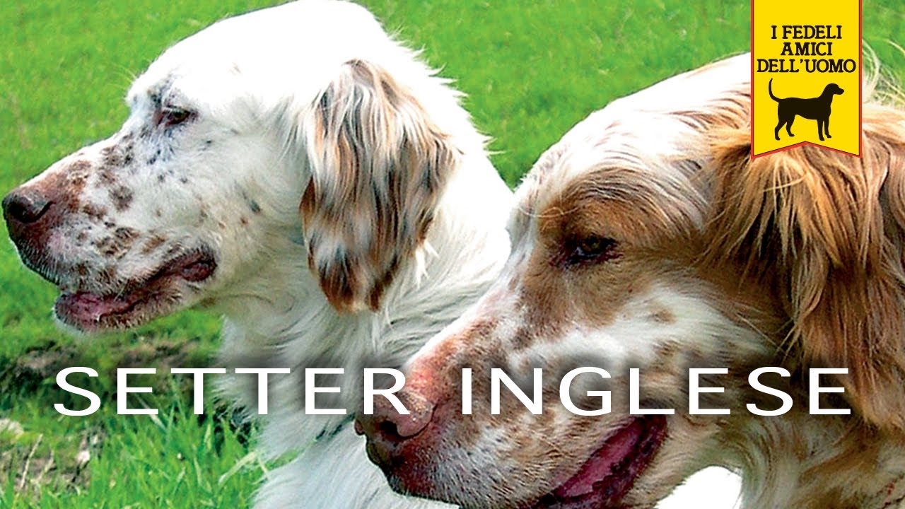 SETTER INGLESE trailer documentario