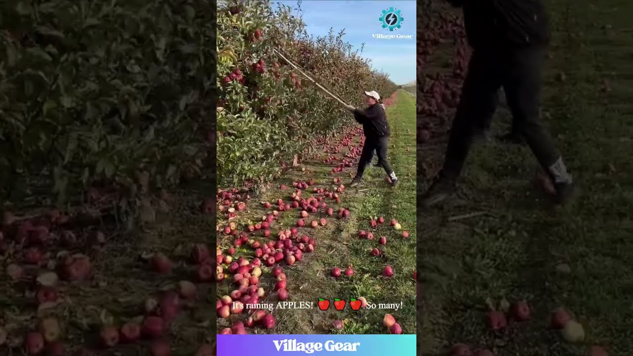 Making it RAIN Apples! 😂 Satisfying Tree Shaking Action! #apple #harvest #satisfying #asmr #funny
