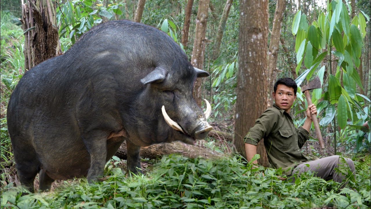 The process of building a pig barn - Giant pigs Lives in the deep forest - Luu Linh Family