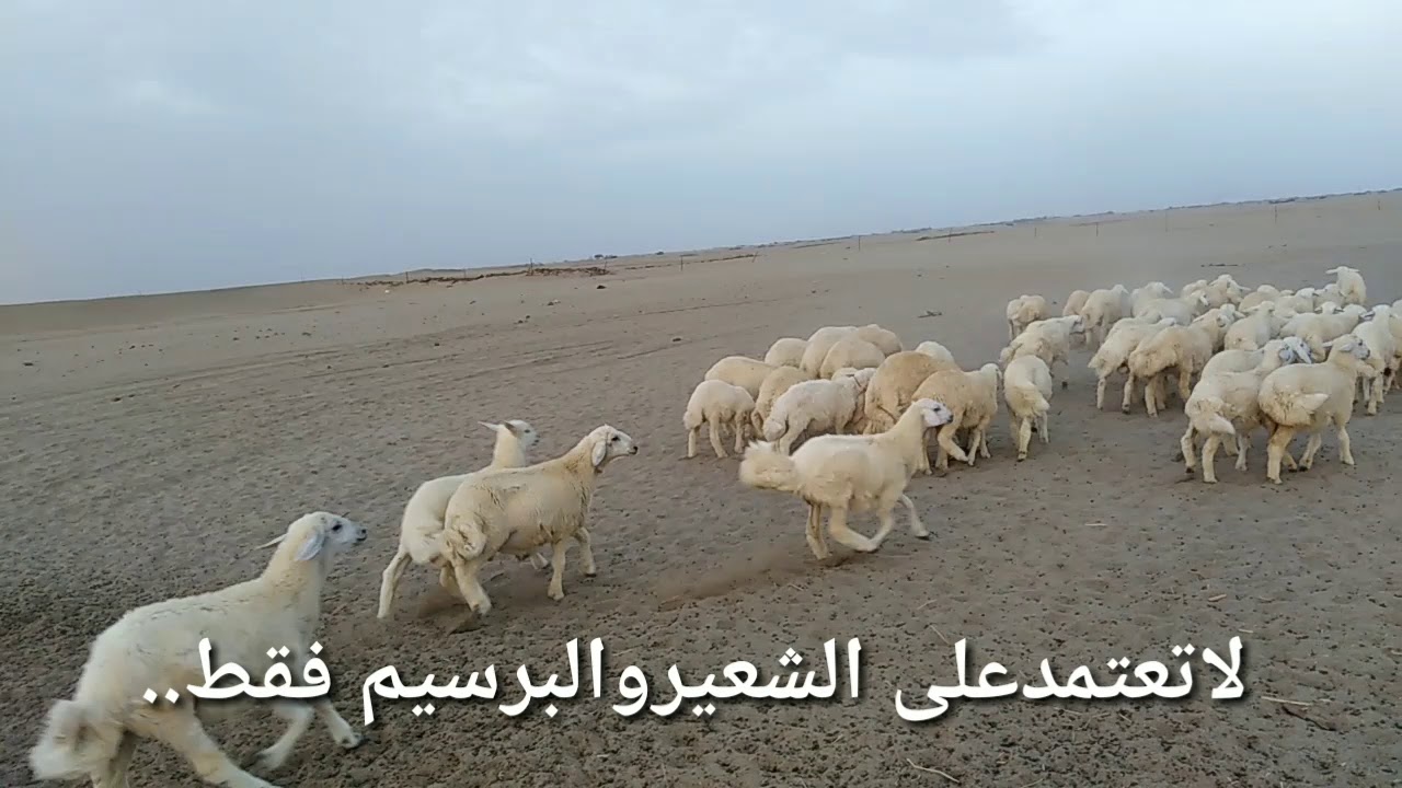 تسمين الخراف👍
