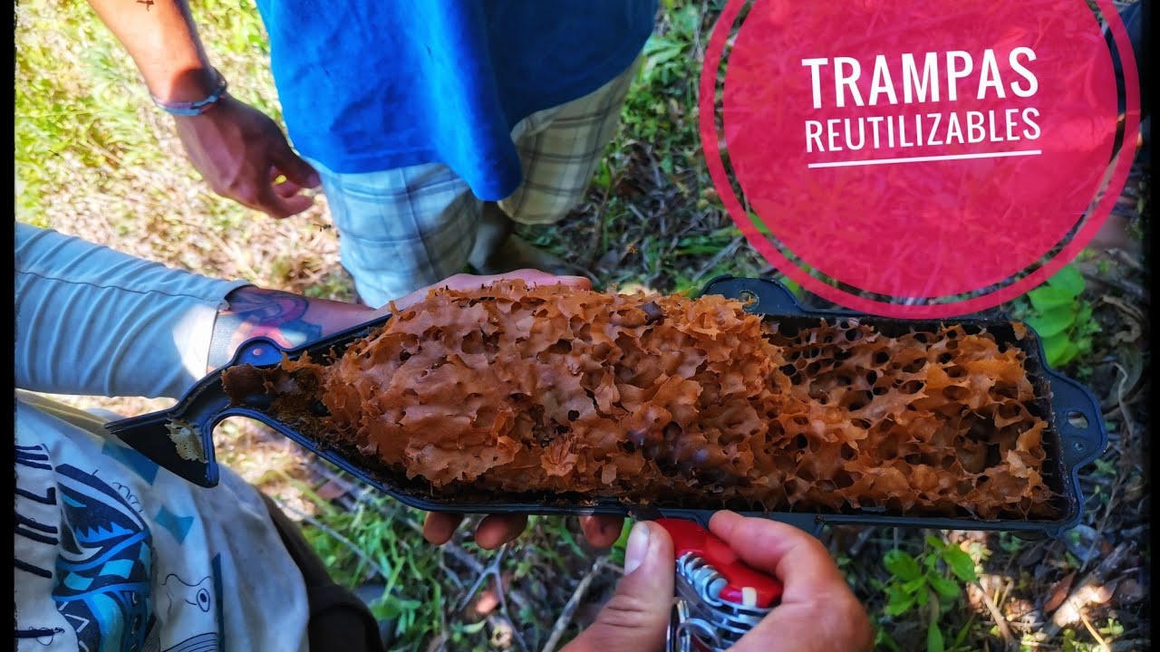 Trampas reutilizables! Transferencia de Mariolita a caja tecnificada. Aroma del Campo