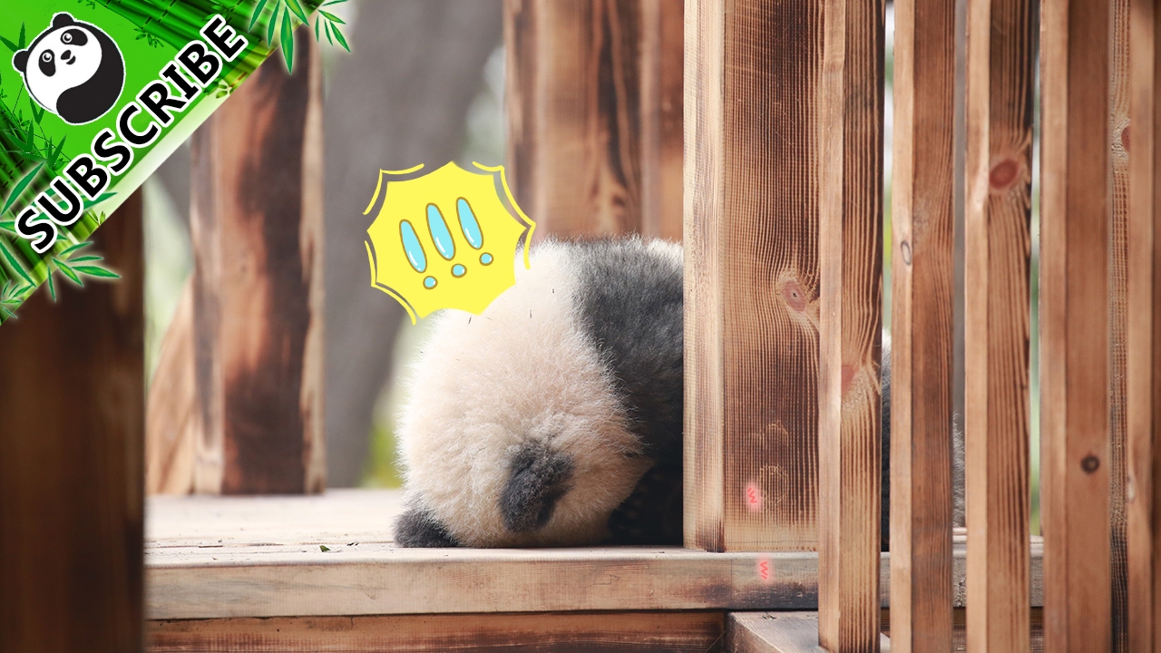 【Panda Theme】I Am Cute But Ferocious | iPanda