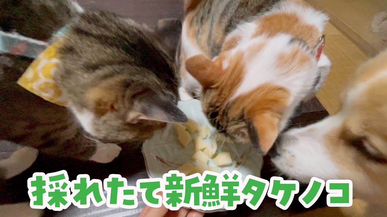 愛犬とタケノコ狩りして新鮮なタケノコをあげたら猫たちが意外な行動にw