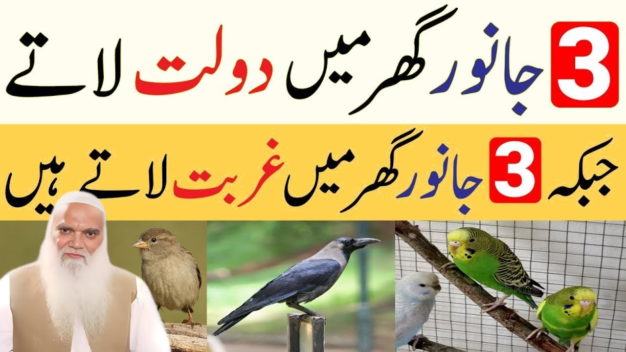 3 Janwar Ghar Main Dolat Latay Hai Jabke 3 Janwar Ghar Main Gurbat Latay hai | Muhammad Iqbal Salfi