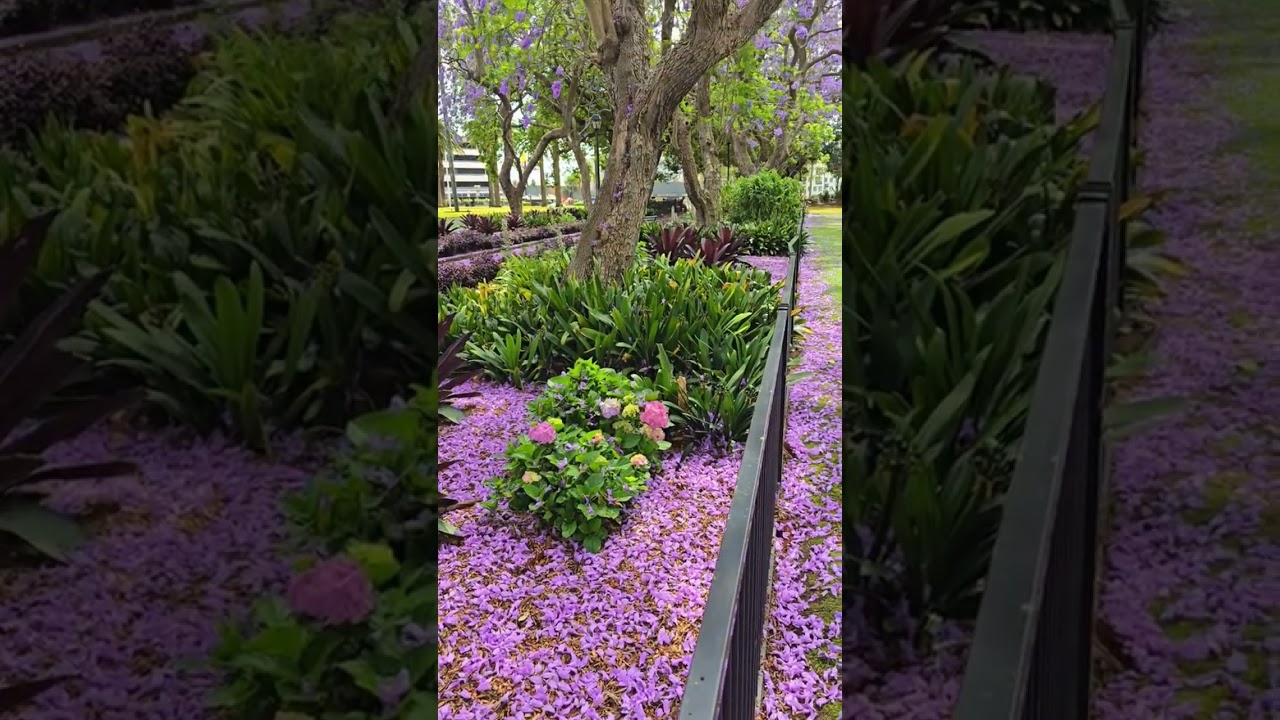 Australia in October #manrotravels #jacaranda #visitnsw #travelguide #visitaustralia