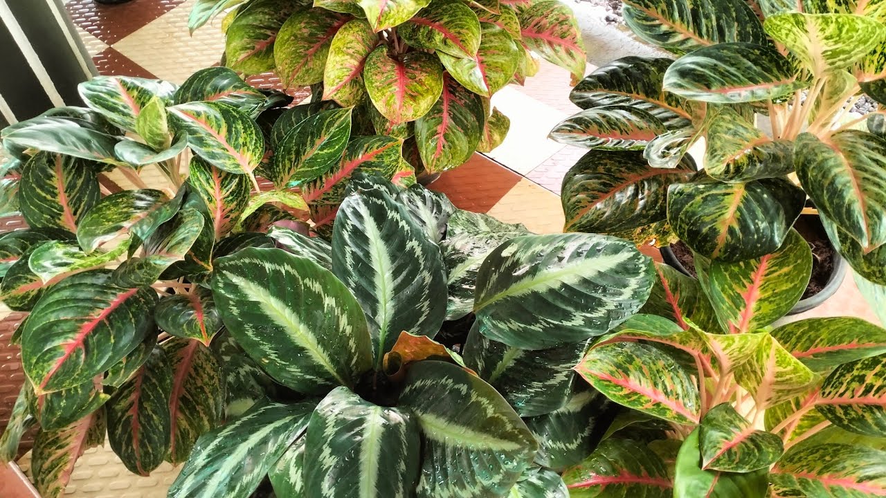 ഇതിലും വലുത് എവിടെ കിട്ടും ഫുൾ പോട്ട് സെയിൽ 🌿9526409624🌿🌿