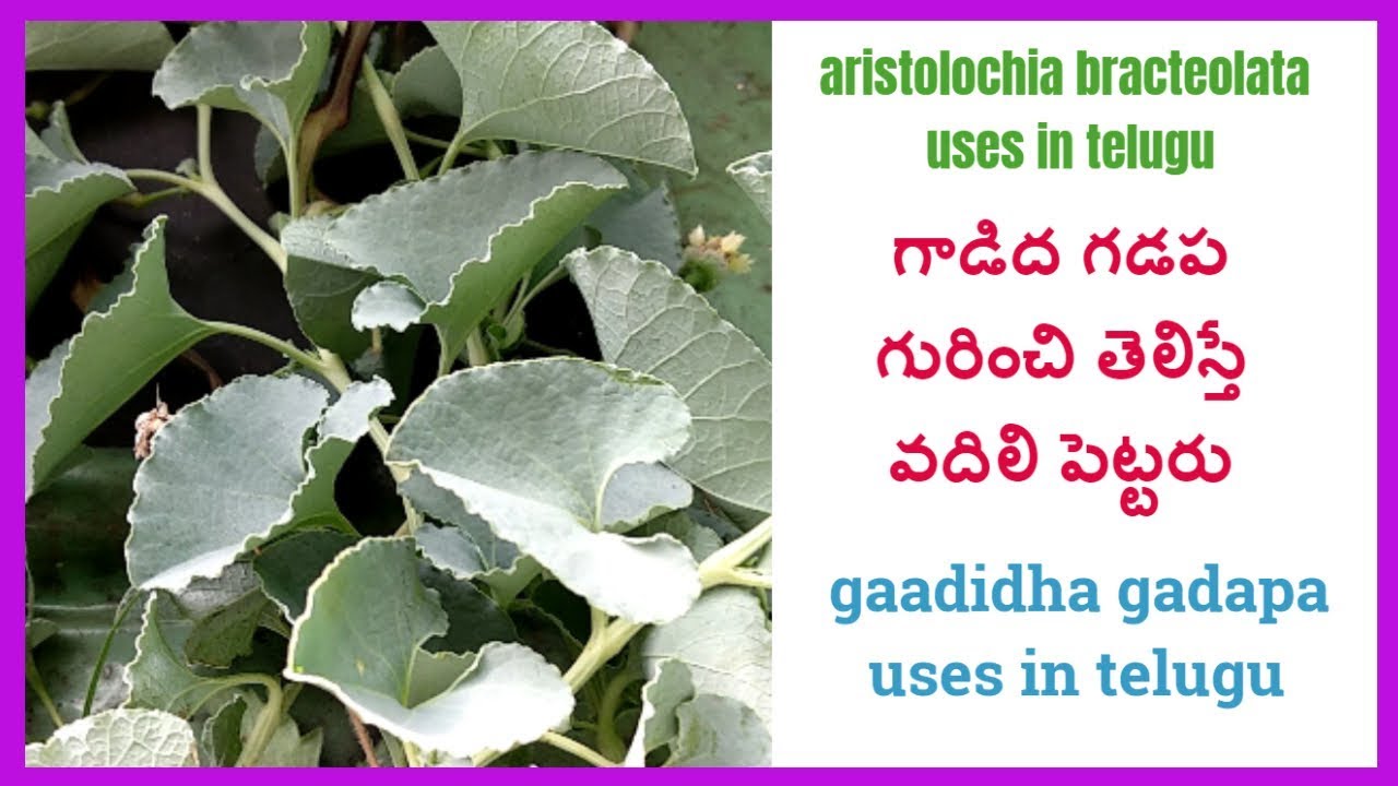 గాడిద గడప గురించి తెలుసా |aristolochia bracteolata uses in telugu|gaadidha gadapa uses in telugu