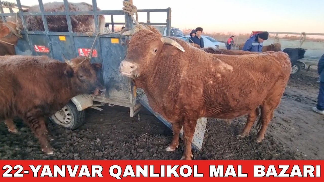22-ЯНВАРЬ/КАНЛЫКОЛ МАЛ БАЗАРЫ/СКОТНЫЙ РЫНОК/BUQALAR/BIG BULLS IN THE WORLD/BIG COW