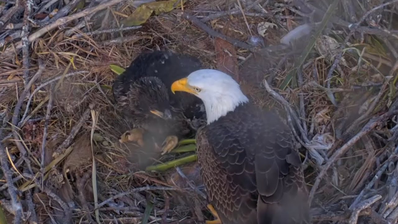 Clive brings the first fish of the day and feeds Quinn | Captiva Eagle Cam | Feb 4, 2026