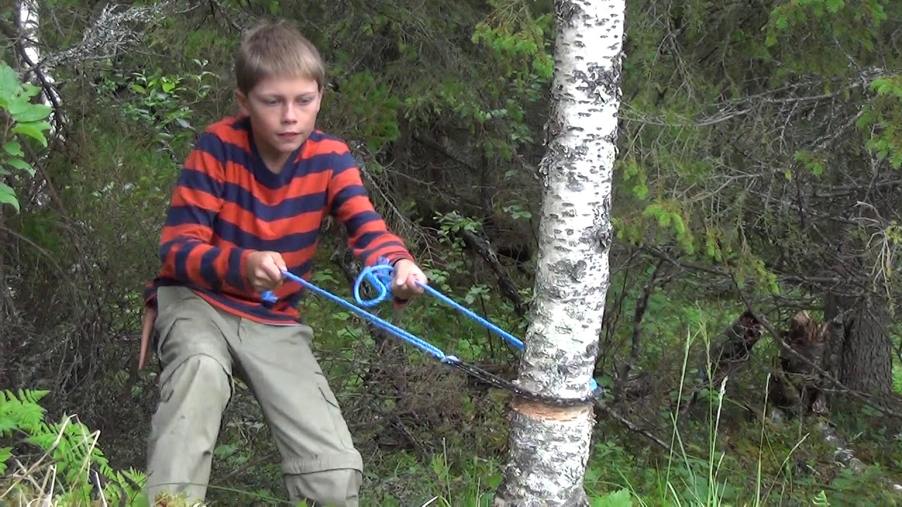 Gift-  og støyfri rydding av kratt på gammal innmark