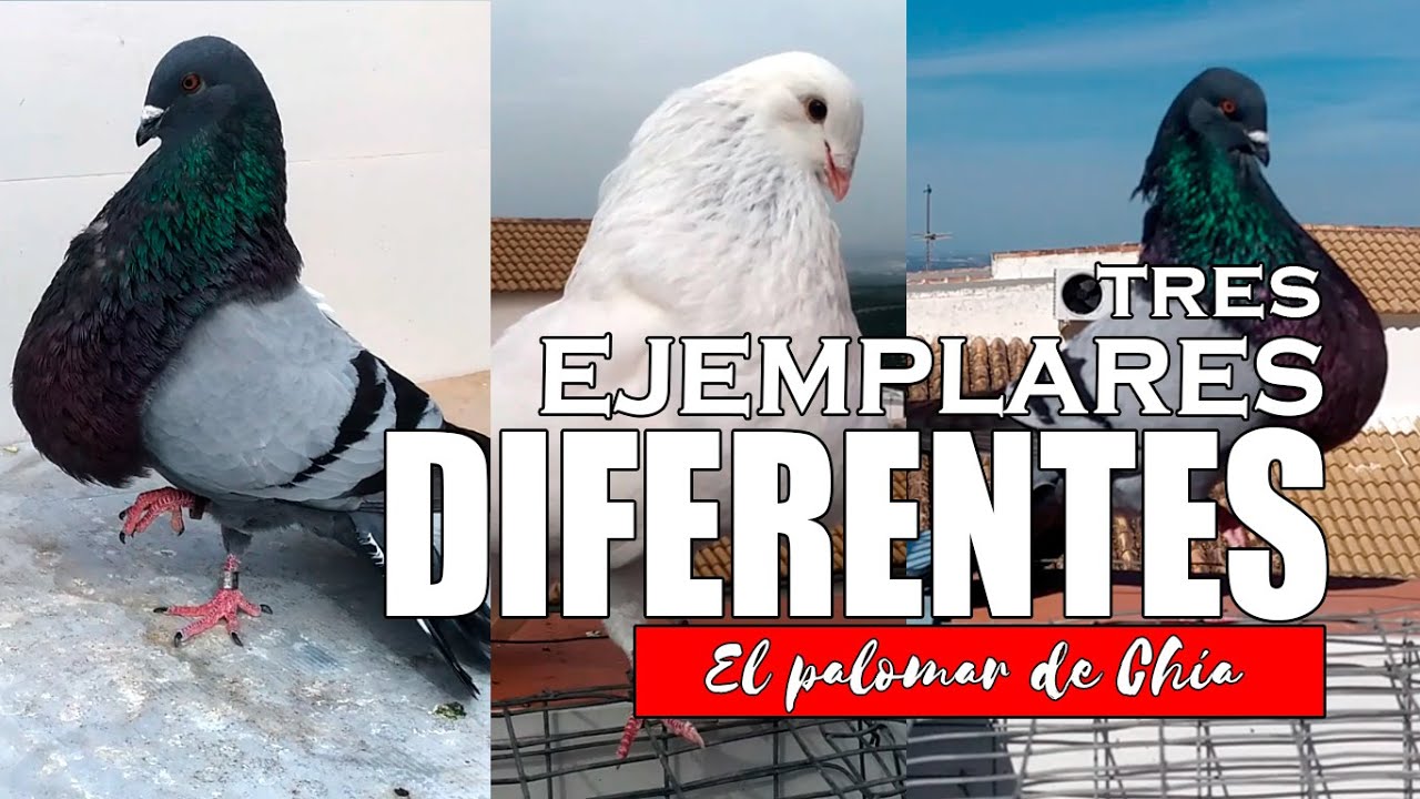Tres ejemplares diferentes de palomos colillanos #palomos #colillanos #Criadordepalomos