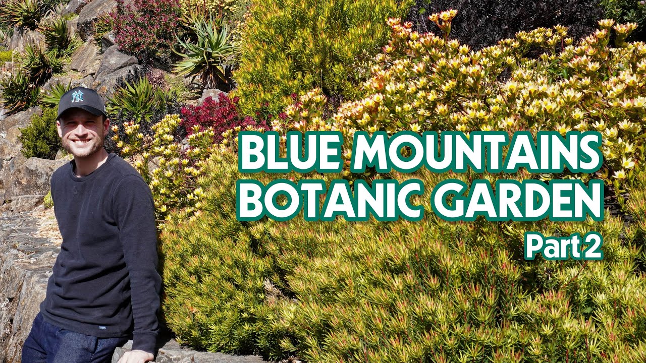 ROCK GARDEN & NATIVES at the Blue Mountains Botanic Garden - Part 2