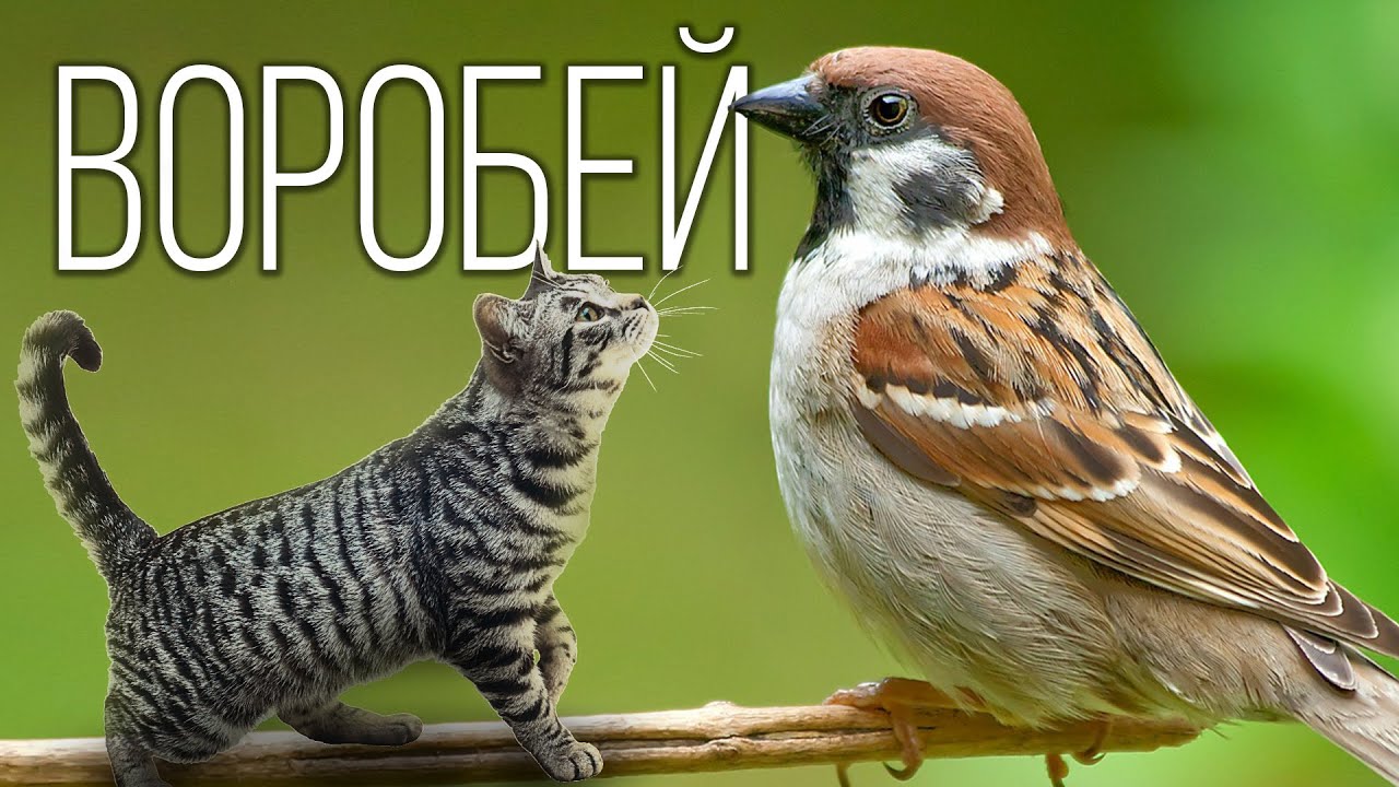 Воробьи: Птицы Цивилизации | Интересные факты про воробья