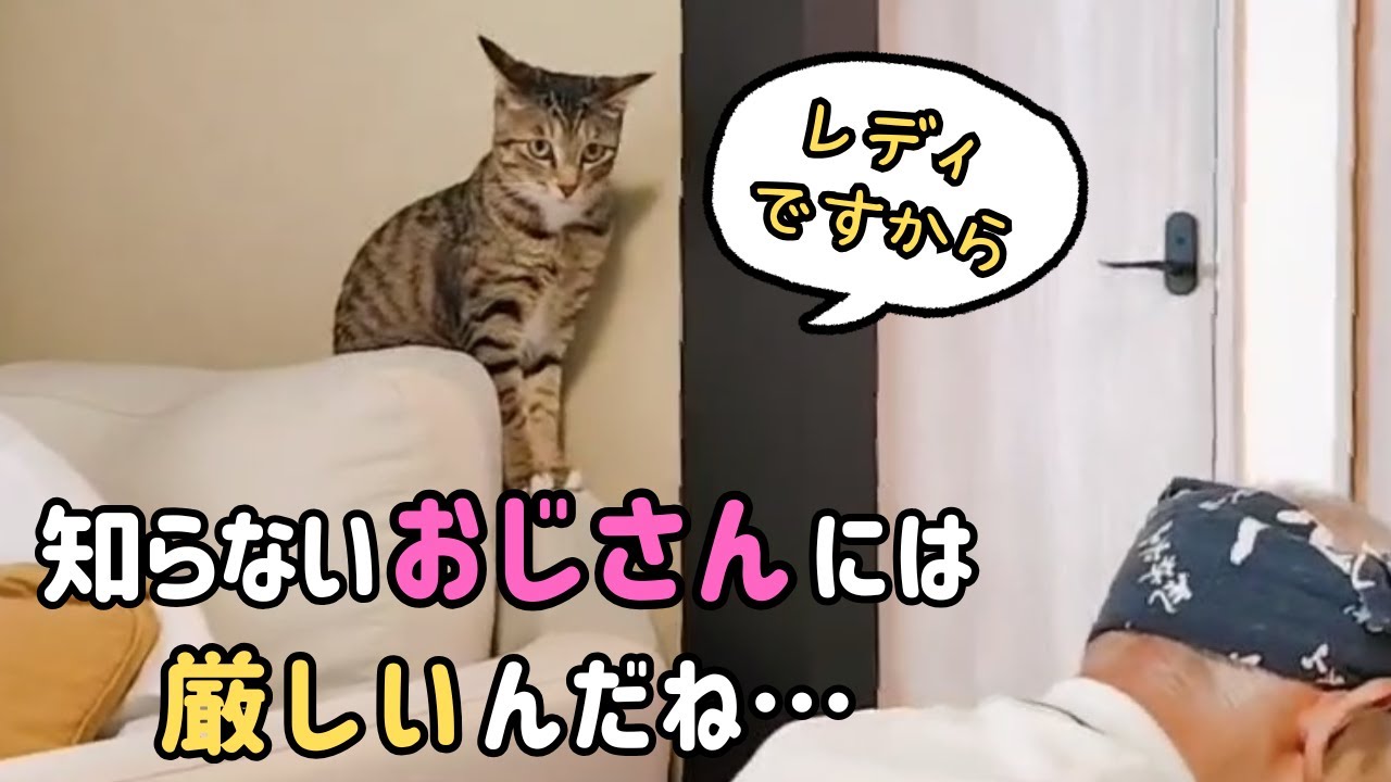 知らないおじさんにだけはお触りNGな甘えんぼう猫☺️