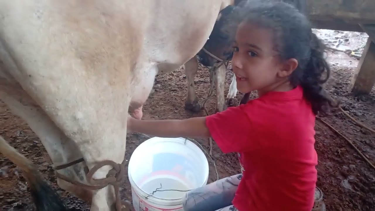 DODO E BEBELE TIRANDO LEITE DA VACA 🐄🐮 milking the cow