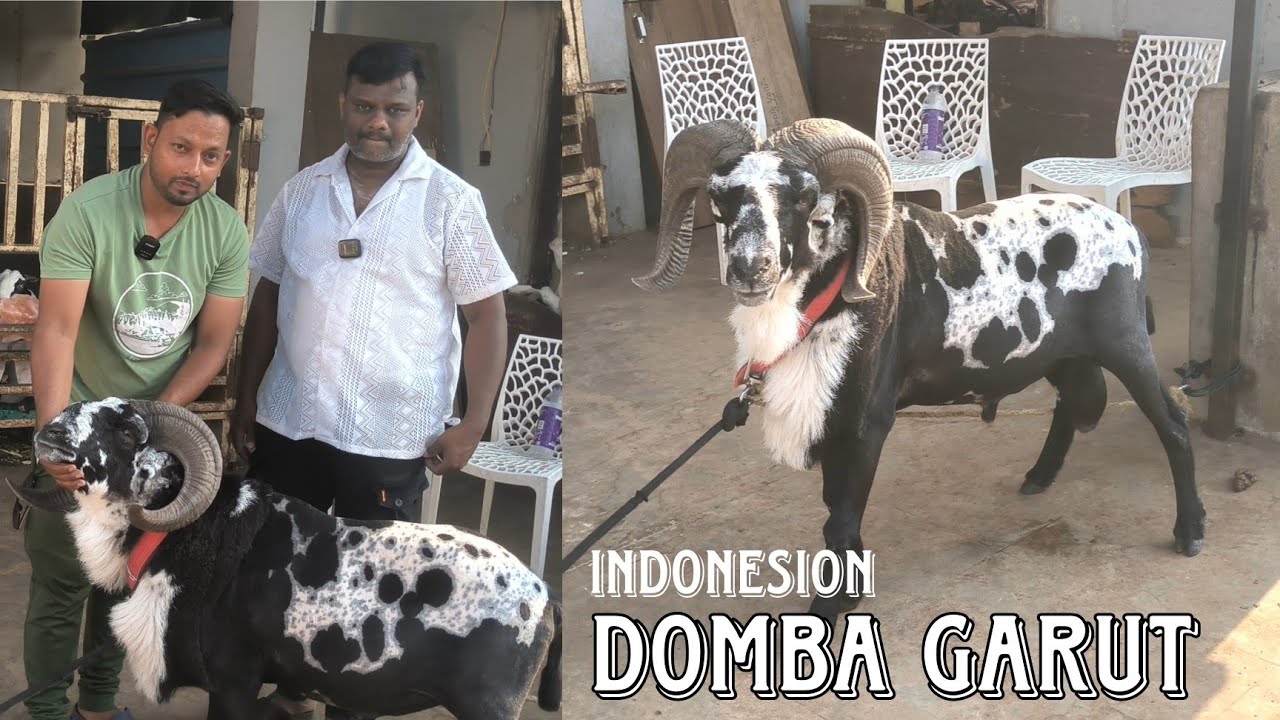 first time in India Indonesion Domba garut