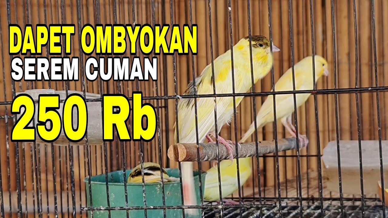 BISA DI BAYANGKAN BAGAIMANA NANTI BESAR NYA PAUD INI...
