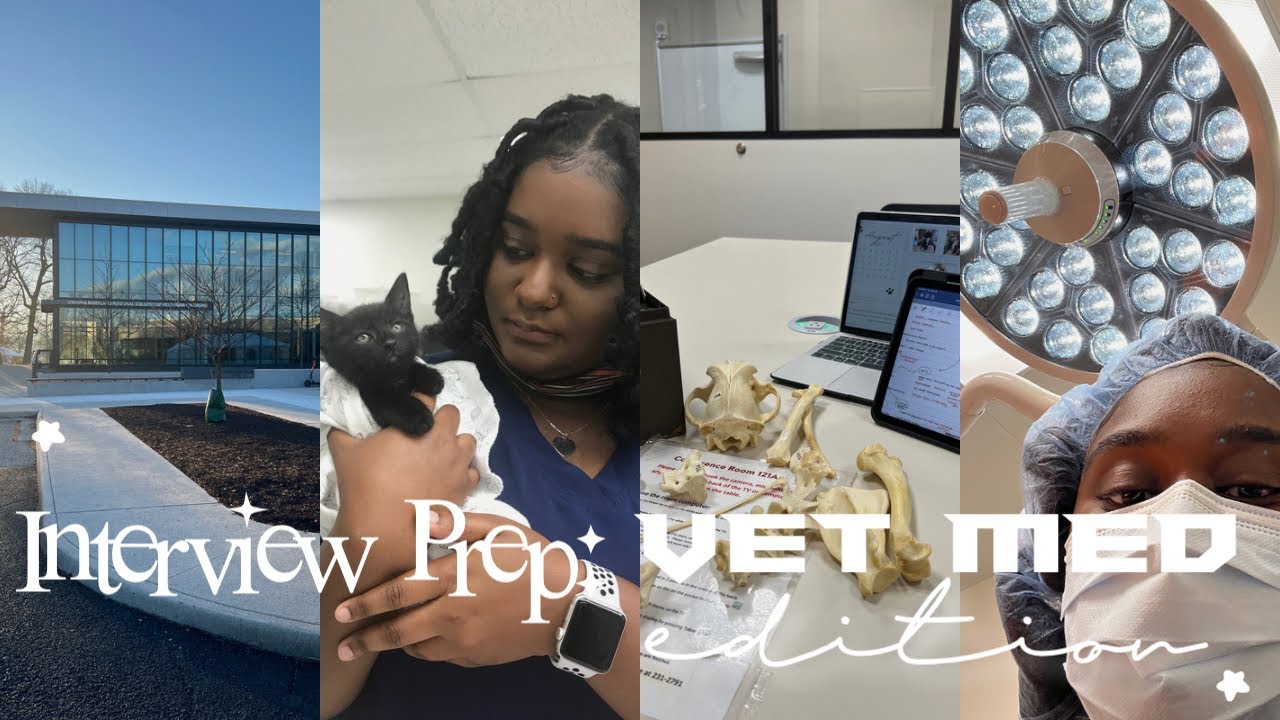 Vet School Interview Prep: Steps to Success